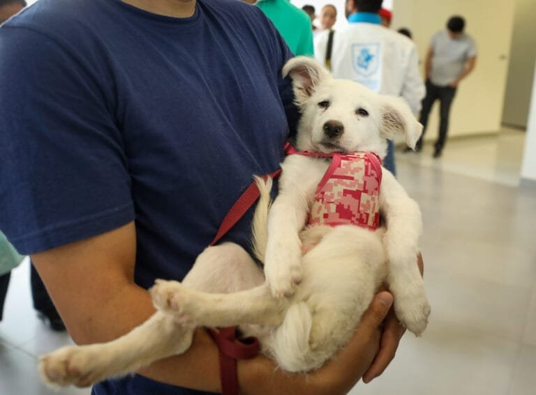 Hospital de mascotas en León suma más de tres mil atenciones, supera expectativas.
