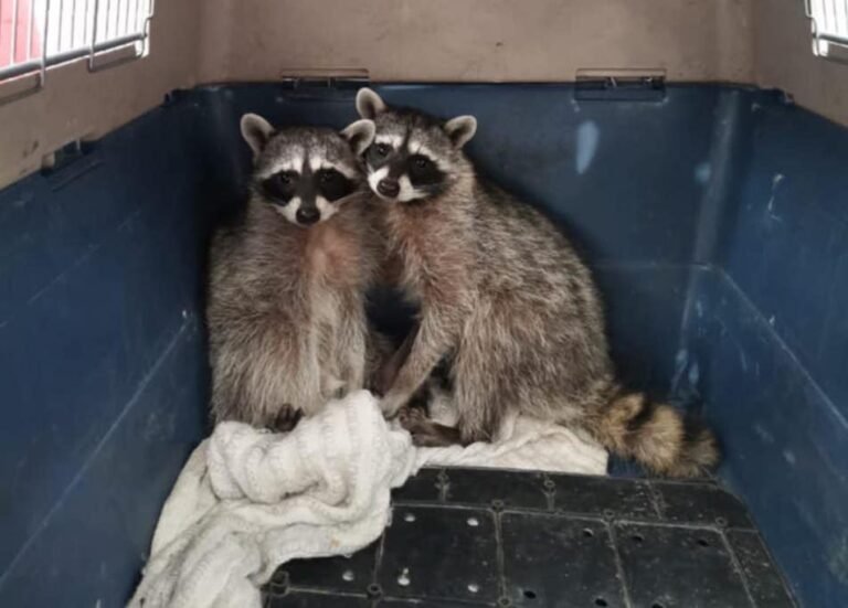 Dos mapaches ingresaron a una vivienda en León, los rescata Protección Civil.