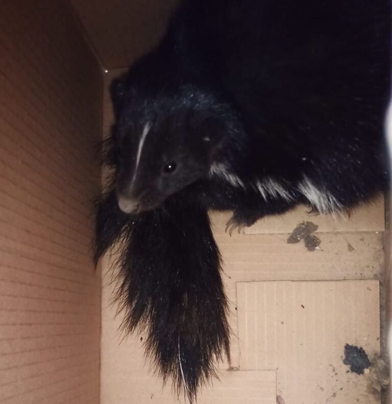 Un zorrillo silvestre entró a una vivienda y lo rescató Protección Civil de León.