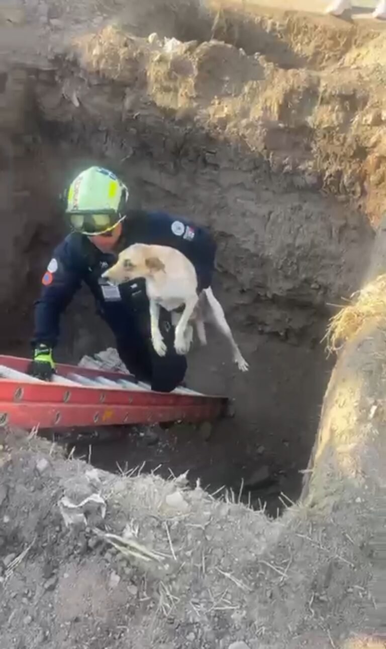 Rescatan a perrito que cayó en un aljibe en obra negra en León.