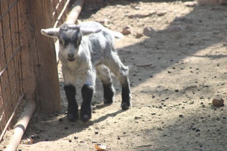 Invitan éste lunes de puente a visitar el Zoo León para conocer ejemplares recién nacidos: mono araña, cebra de grant, cabra camerún y addax nasomaculatus en peligro de extinción.