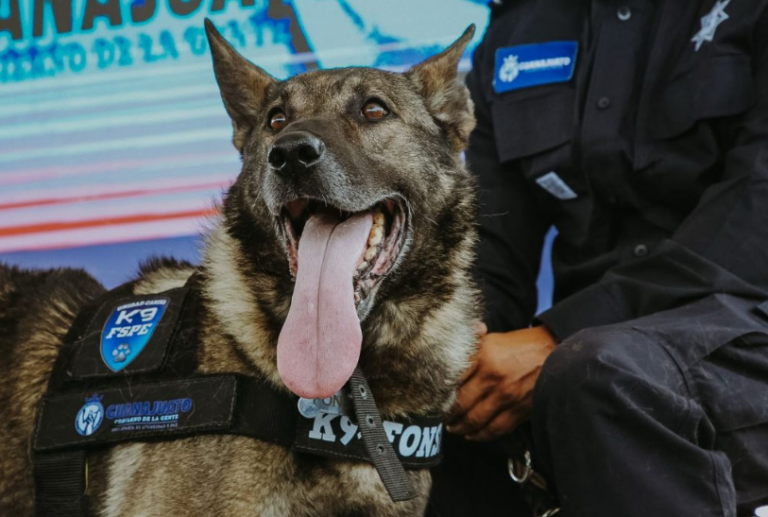 Libia Dennise encabeza jubilación de 10 caninos K9; reconoce su lealtad y servicio a Guanajuato.