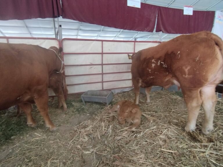 Congreso Veterinario de León se realizará del 2 al 5 de septiembre, dispara ocupación hotelera al 98% y dejará derrama superior a 400 millones de pesos.