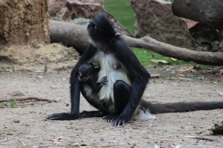 ¡Nace una cría de mono araña en el ZooLeón y se suma a una especie en peligro de extinción!